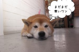 のんびりくつろぎ柴犬