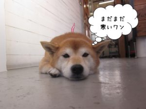 のんびりくつろぎ柴犬