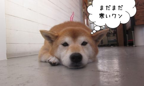 のんびりくつろぎ柴犬