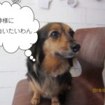 笑顔おすましミックス