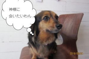 笑顔おすましミックス