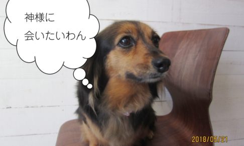 笑顔おすましミックス