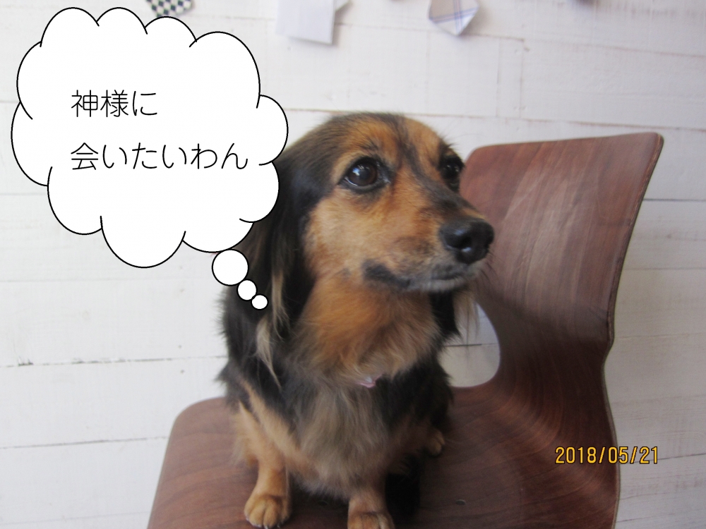 笑顔おすましミックス