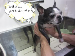 シャンプー中ボストンテリア