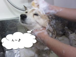 シャンプー中ミックス