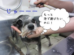 シャンプー中Mシュナ