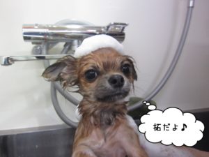 シャンプー中チワワ