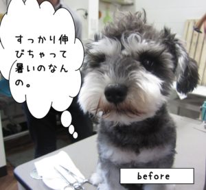 カット前Mシュナ