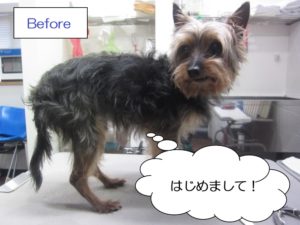 カット前ミックス