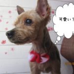 おすましヨーキー