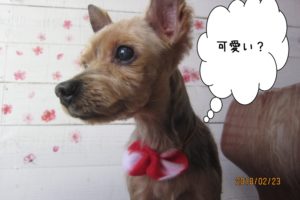 おすましヨーキー