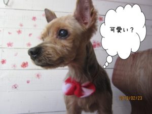 おすましヨーキー