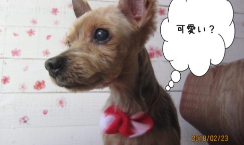 おすましヨーキー