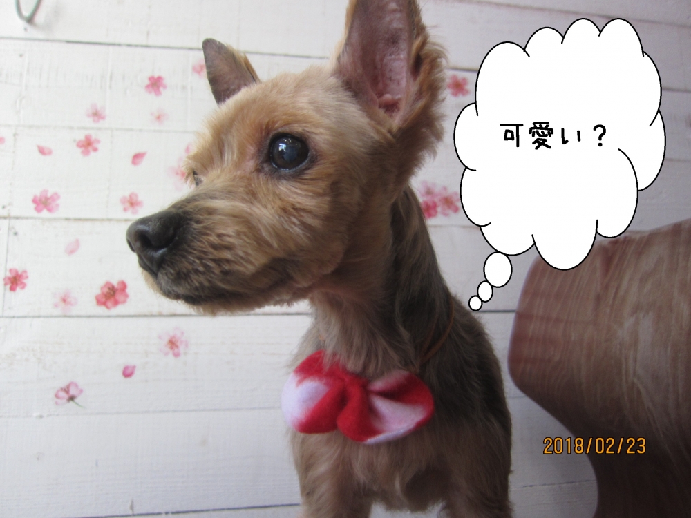 おすましヨーキー