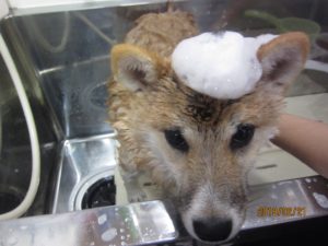 シャンプー中柴犬