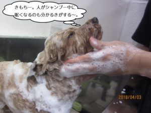 シャンプー中トイプードル