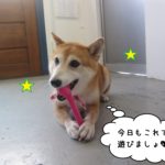かみかみ柴犬施術後
