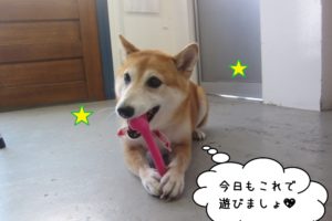 かみかみ柴犬施術後