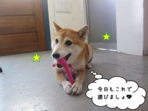 かみかみ柴犬施術後