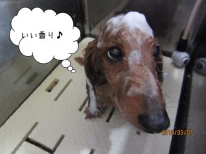 シャンプー中ミニチュアダックス