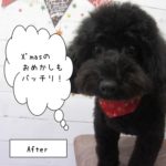 おすましトイプードル