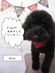 おすましトイプードル