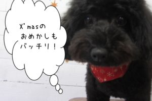 おすましトイプードル