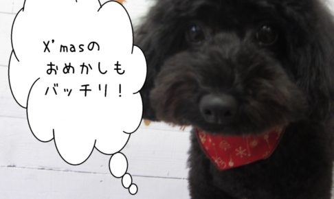 おすましトイプードル