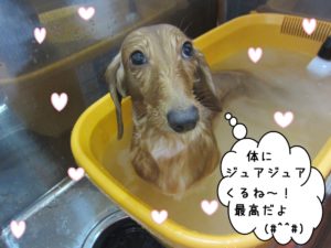 スパ中ミニチュアダックス