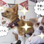 えっへん可愛いチワワ