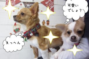 えっへん可愛いチワワ