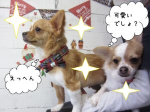 えっへん可愛いチワワ