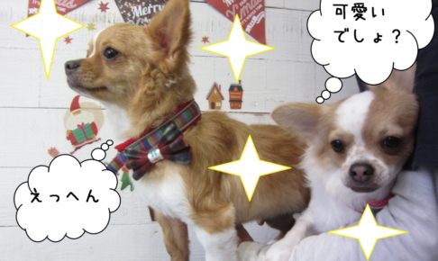 えっへん可愛いチワワ