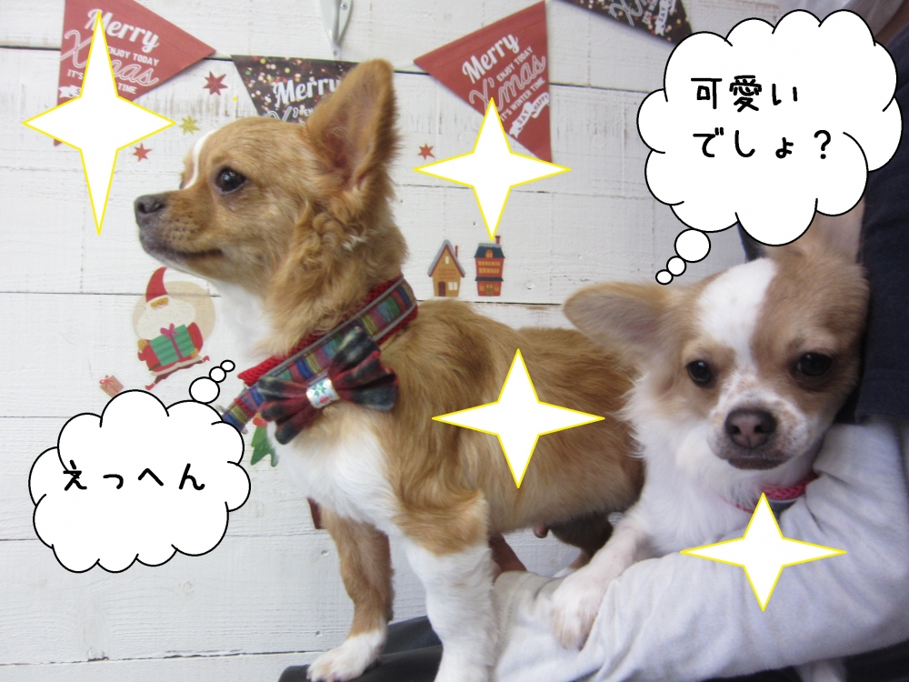 えっへん可愛いチワワ