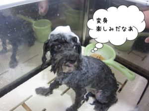 シャンプー中トイプードル