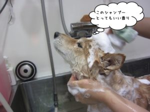 シャンプー中柴ミックス