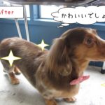 横顔ミニチュアダックス