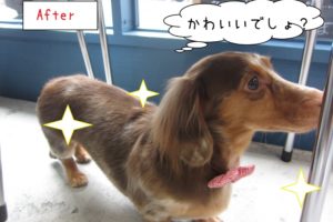 横顔ミニチュアダックス