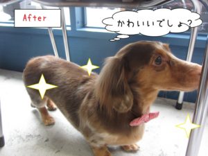 横顔ミニチュアダックス