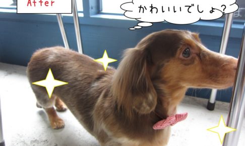 横顔ミニチュアダックス