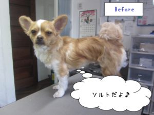 カット前チワワ