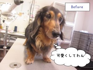 カット前ミニチュアダックス