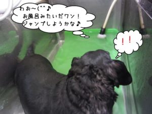 スパ中ミニチュアダックス