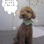 おすましおすわりトイプードル