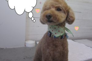 おすましおすわりトイプードル