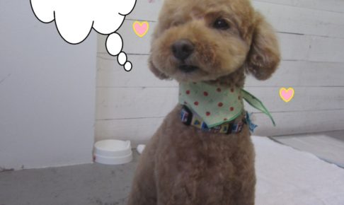 おすましおすわりトイプードル