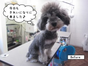 カット前Mシュナ