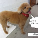 笑顔トイプードル