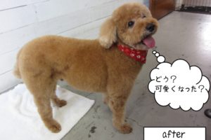 笑顔トイプードル