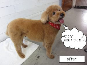 笑顔トイプードル